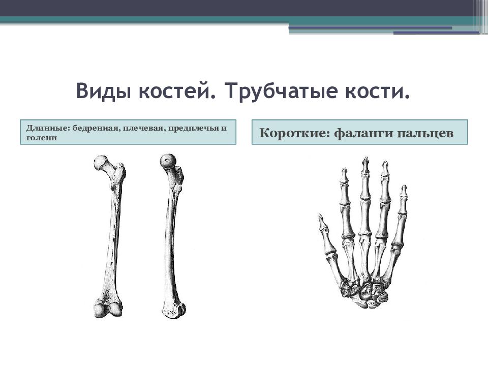 Типы костей трубчатые кости