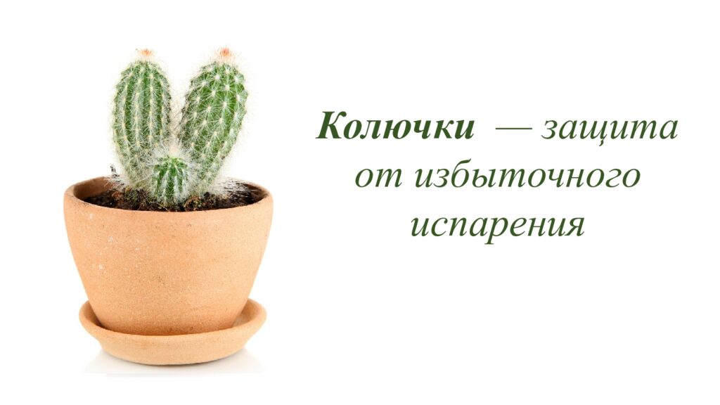 Особенности внешнего и внутреннего строения листа