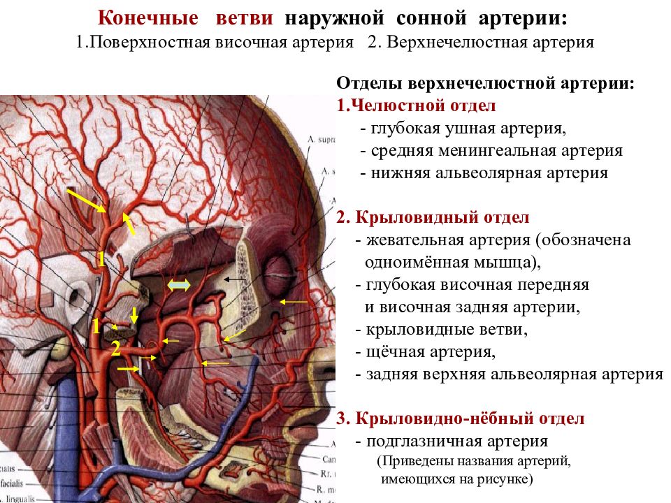 Статья артерия жизни по дну чего. Наружная Сонная артерия кровоснабжает. Нижнечелюстная артерия топография. ПОДВИСОЧНЫЙ отдел верхнечелюстной артерии. Конечный отдел верхнечелюстной артерии.