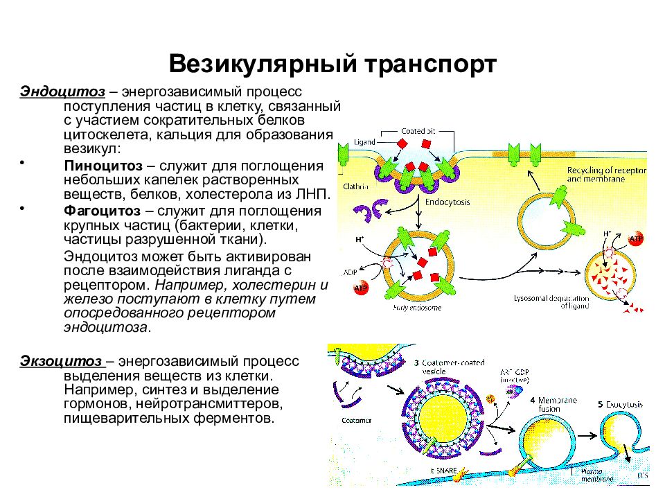 Физиологические процессы клеток. Транспорт веществ через мембраны: везикулярный транспорт.. Эндоцитоз экзоцитоз транспорт веществ. Эндоцитоз схема.