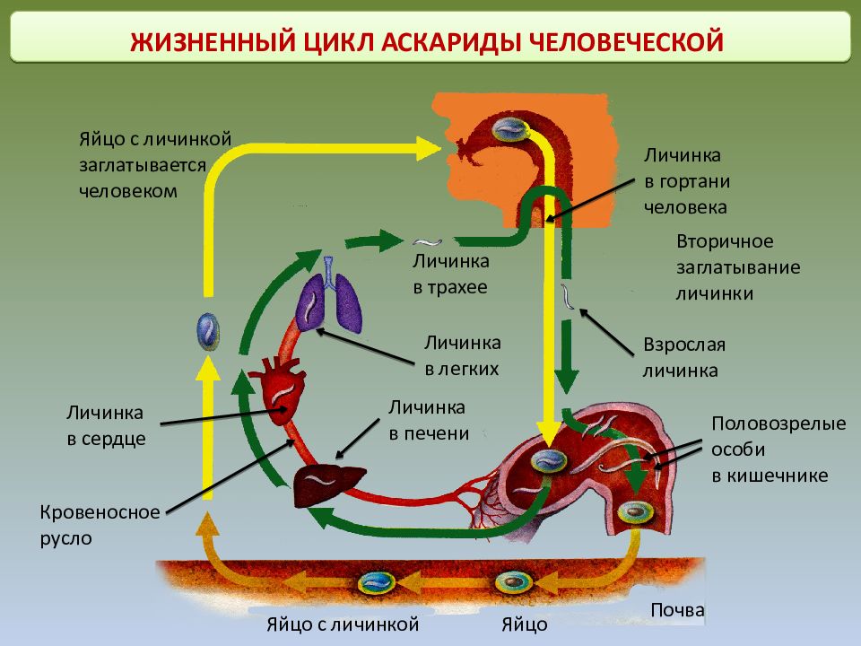 В каких органах личинки аскариды. Круглые черви жизненный цикл аскариды. Жизненный цикл аскариды человеческой схема. Жизненный цикл аскариды человеческой рисунок. Опишите жизненный цикл аскариды человеческой.