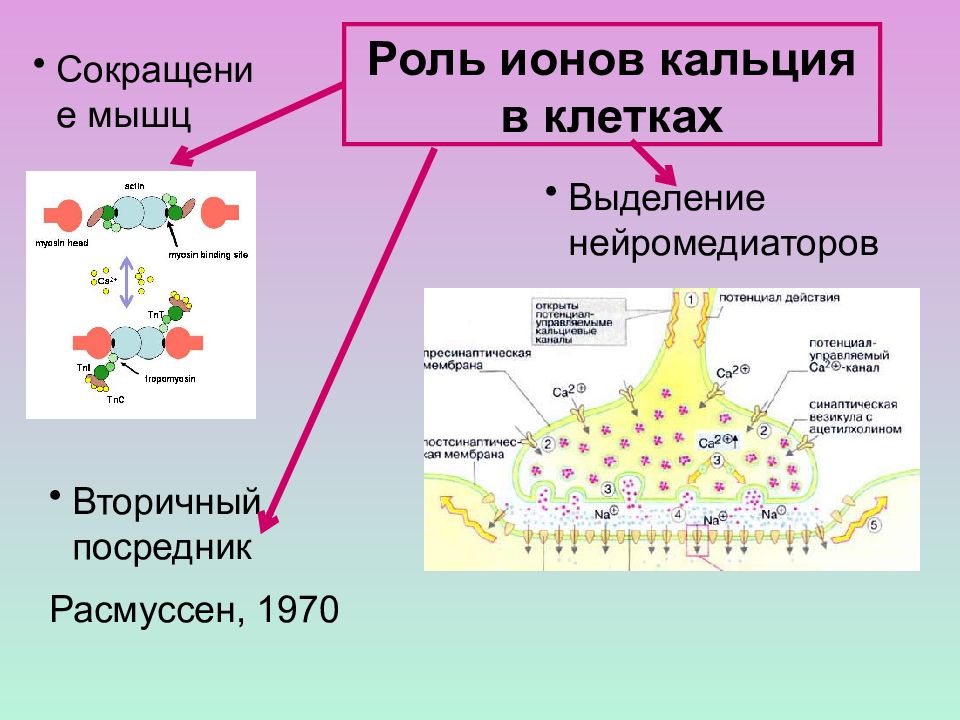 Белок катион. Функции ионов кальция в клетке. Роль ионов кальция в клетке. Роль кальция в клетке. Функции ионов кальция.