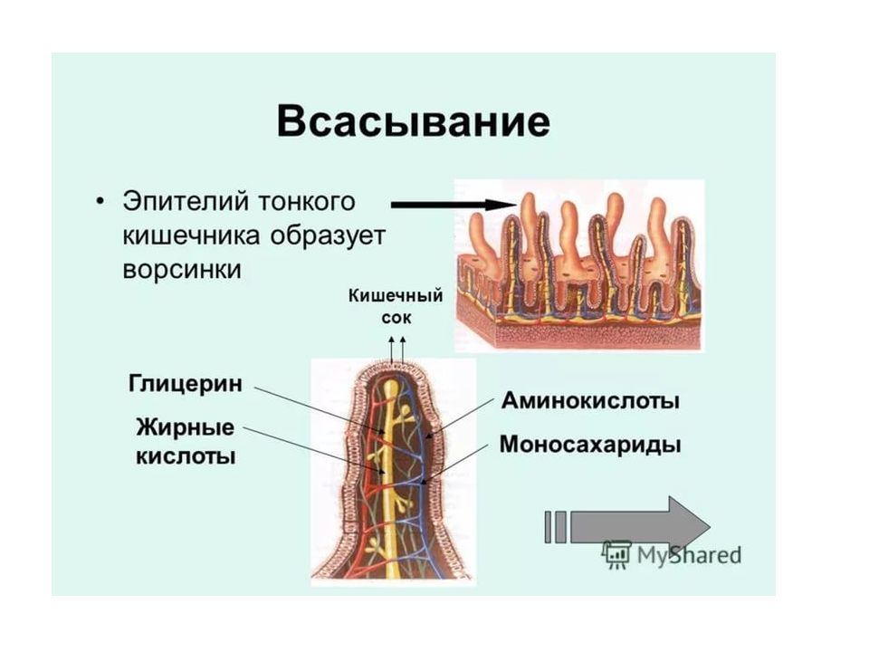 Презентация по биологии 8 класс пищеварение в кишечнике всасывание питательных веществ