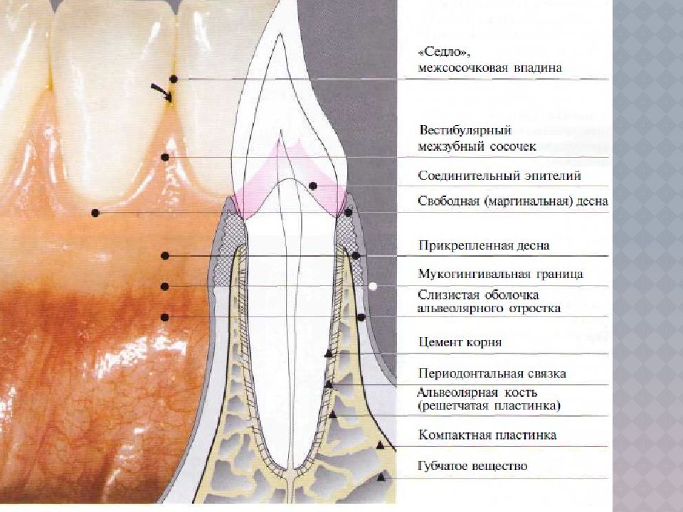 Строение десны человека фото с описанием