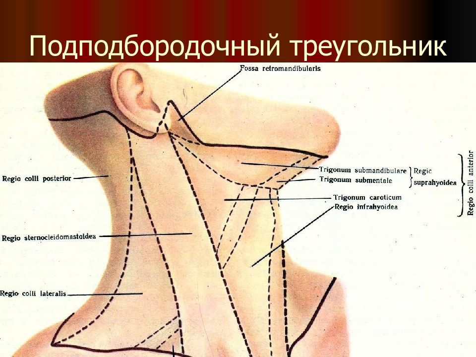 Треугольники шеи схема