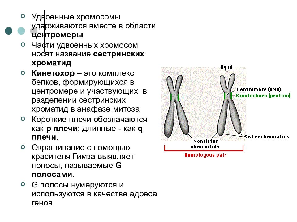 Сестринские хромосомы. Функция центромеры в хромосоме. Центромера функции. Центромера в хромосоме выполняет функции. Кинетохор хромосомы.