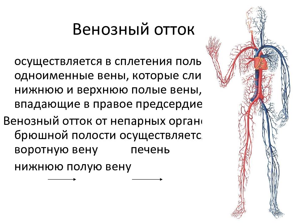 Кровеносная система презентация егэ