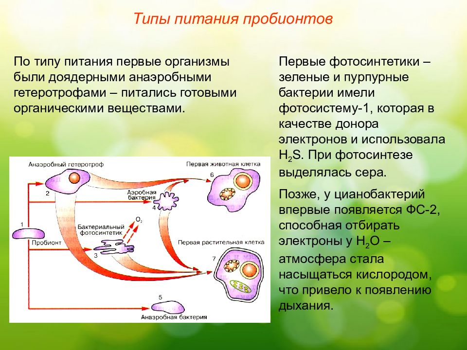 Протобионты. Этапы эволюции пробионтов схема. Протобионты и коацерваты. Первые организмы пробионты. Тип питания первых пробионтов..