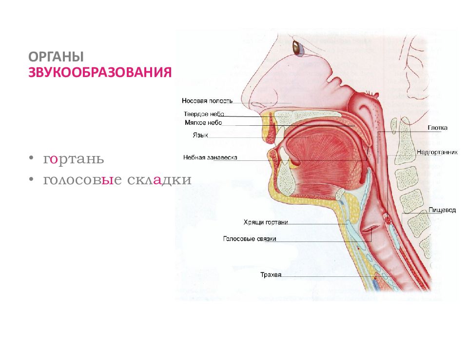 Строение голосового аппарата для детей схема