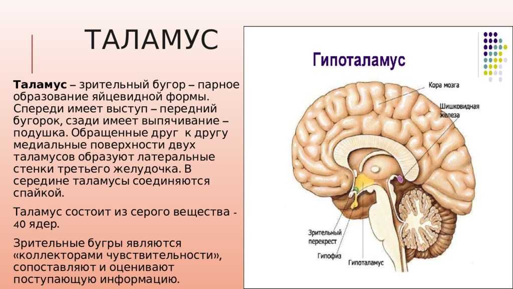 Промежуточный строение и функции. Промежуточный мозг таламус гипоталамус. Промежуточный мозг гипоталамус строение и функции. Строение отдела промежуточного мозга. Структуры отделов и функции промежуточного мозга.