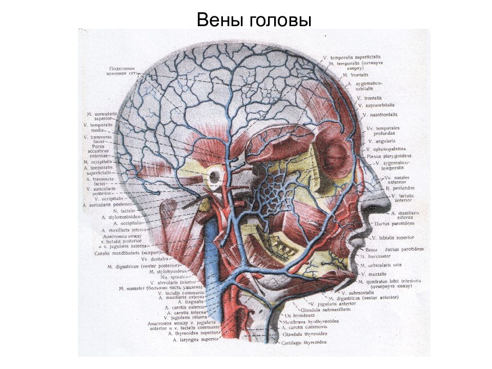 Отделы головы анатомия. Кровоснабжение лицевого отдела головы топографическая анатомия. Топография лицевой вены. Кровоснабжение мозгового отдела головы топографическая анатомия. Вены лица топографическая анатомия.