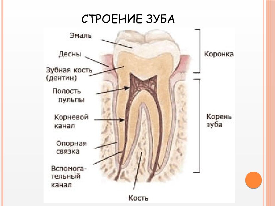 Зуб без кости. Коронковая и корневая пульпа. Строение пломбированного зуба. Строение зуба анатомия формула. Строение корневых зубов.