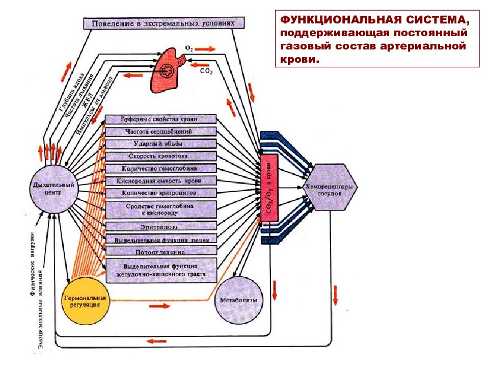 Функциональная система