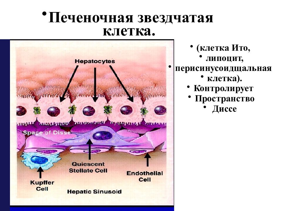 Клетки печени работа. Звездчатые клетки печени. Пространство диссе. Пространство диссе в печени. Перисинусоидальные клетки.