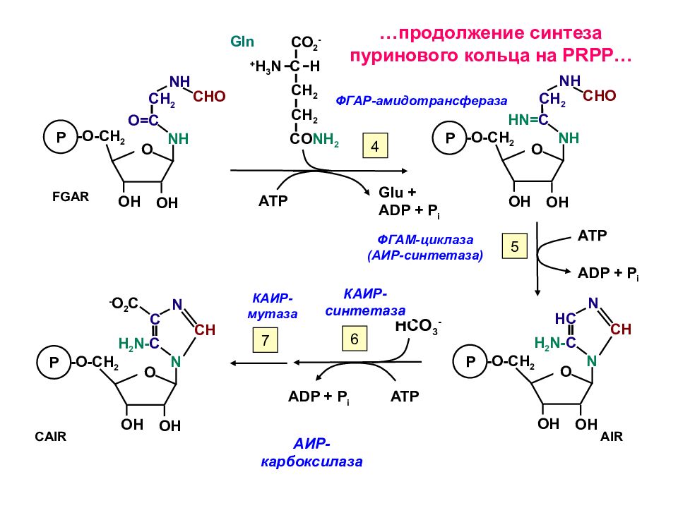 Синтез пуриновых оснований. Синтез пуринового кольца биотин. Синтез пуринов биотин. Метаболизм пуриновых нуклеотидов. Пуриновый цикл биохимия.