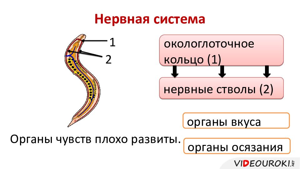 Нервная система