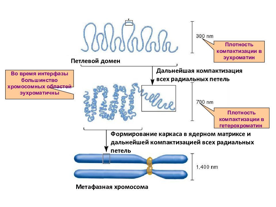 Метафазная хромосома. Петлевой уровень компактизации ДНК. Организация хромосом. Хромомерный уровень компактизации. Уровень компактизации хромосом интерфаза.