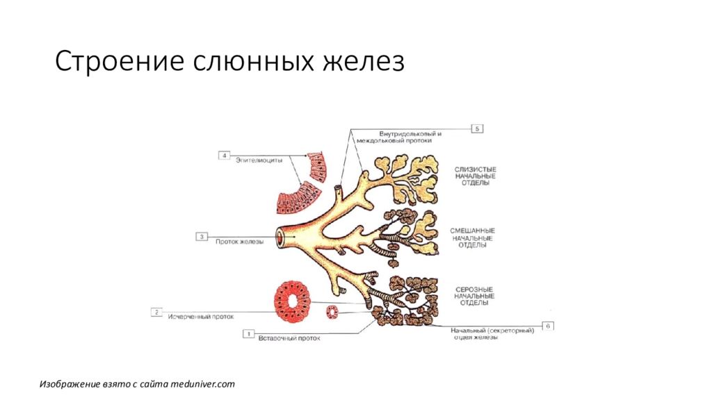 Сколько пар слюнных желез у человека