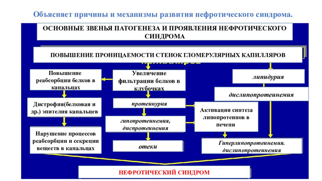 Этиология нефротического синдрома. .Нефротический синдром.причины, механизм развития, проявления. Этиология и патогенез нефротического синдрома. Механизм развития нефротического синдрома. Причины ( заболевания) развития нефротического синдрома..