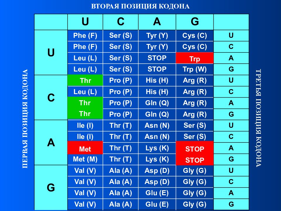 Кодоны днк. Кодон это в биологии. Кодон это в генетике. Первый кодон. Второй генетический код.