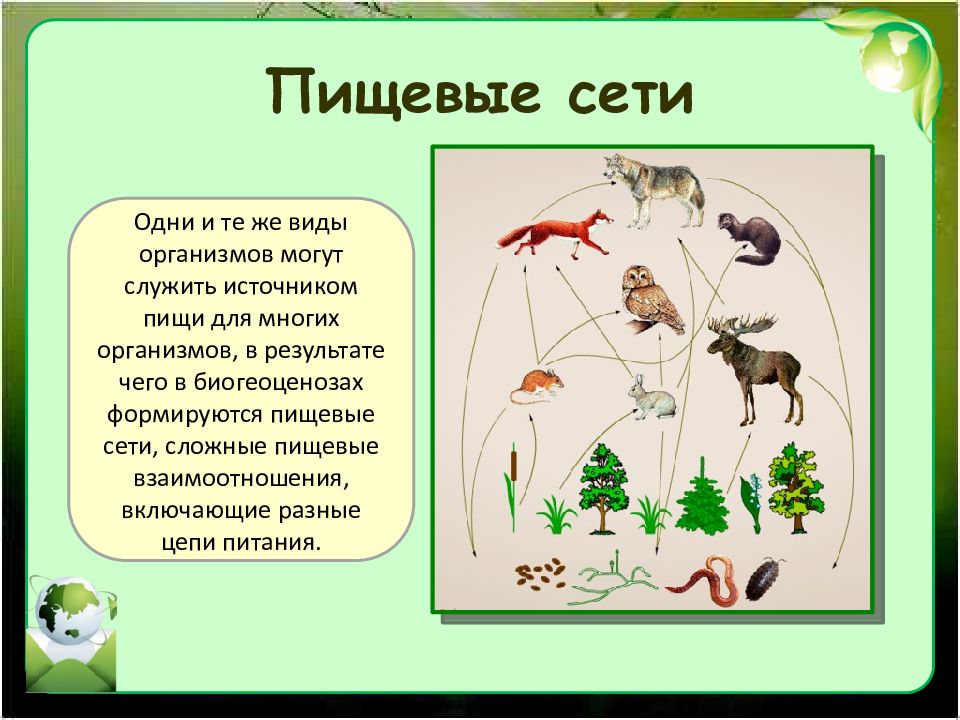 Презентация на тему совместная жизнь организмов в природном сообществе