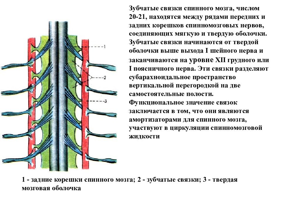 Мягкая оболочка спинного. Твердая оболочка спинного мозга анатомия. Производные твердой оболочки спинного мозга. Оболочки спинного мозга зубчатая связка. Функции твердой оболочки спинного мозга.