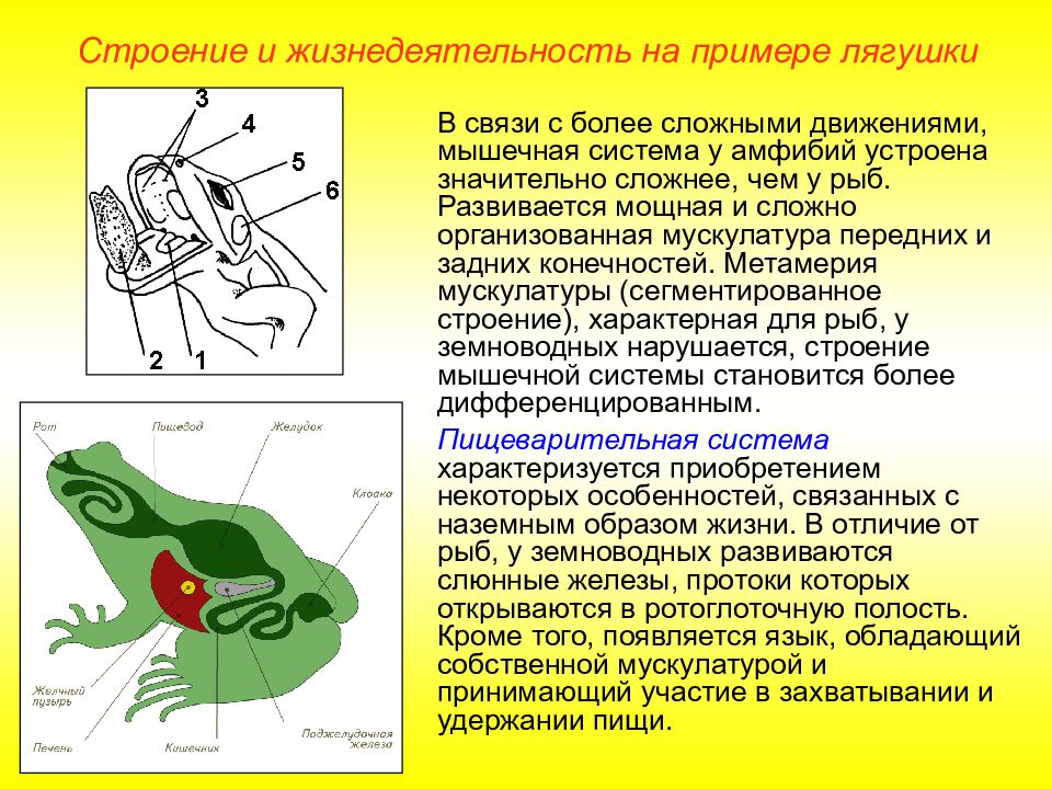 Полость среднего уха у земноводных