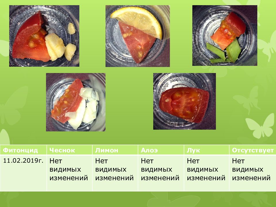 Влияние фитонцидов на сохранность пищевых продуктов проект