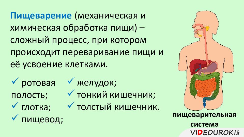 Презентация органы пищеварения 4 класс