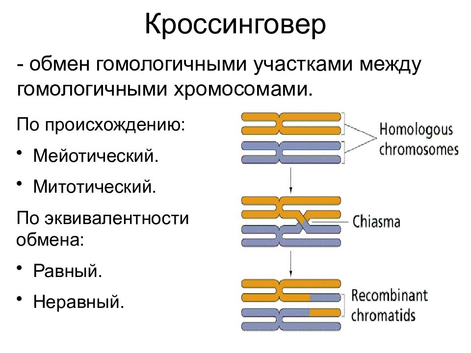 Обмен гомологичными участками. Кроссинговер (обмен участками хроматид гомологичных хромосом).. Виды кроссинговера. Механизм кроссинговера. Кроссинговер это обмен участками.