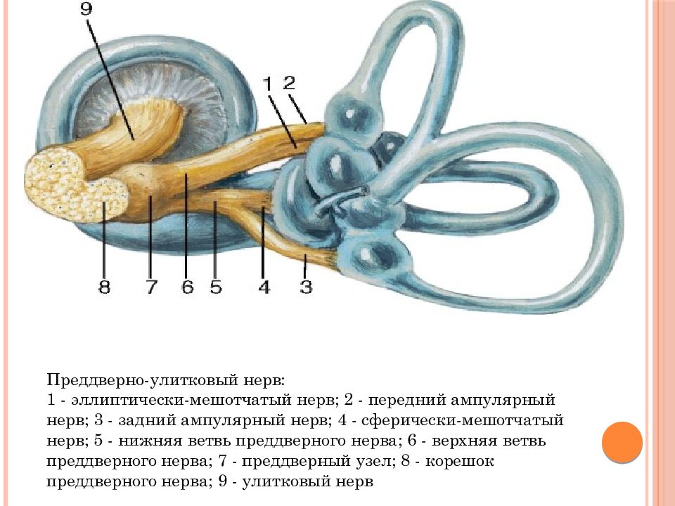 Схема строения преддверно улиткового органа