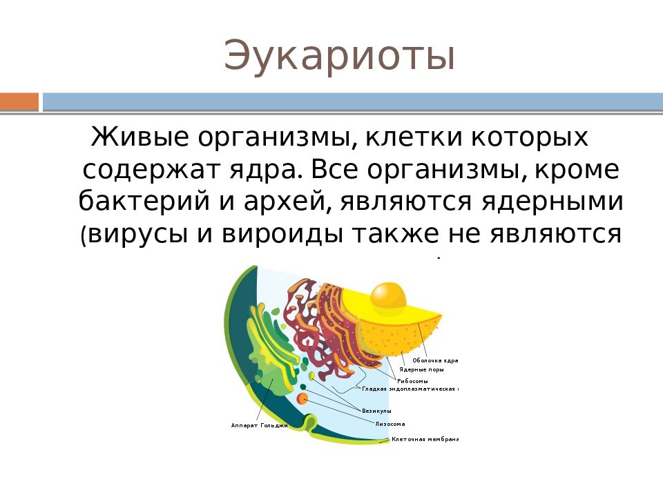 Как шла эволюция бактерий животных растений. Как шла эволюция бактерий животных растений