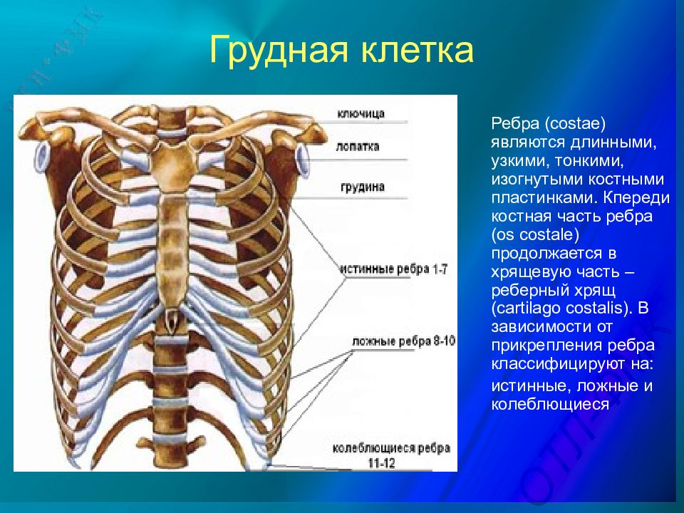 Нумерация ребер у человека картинки