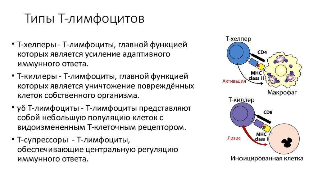 Роль макрофагов. Т лимфоциты хелперы. Основные клетки иммунной системы: т и в-лимфоциты функции. Т лимфоциты виды и функции. Тип иммунитета в и т лимфоцитов.