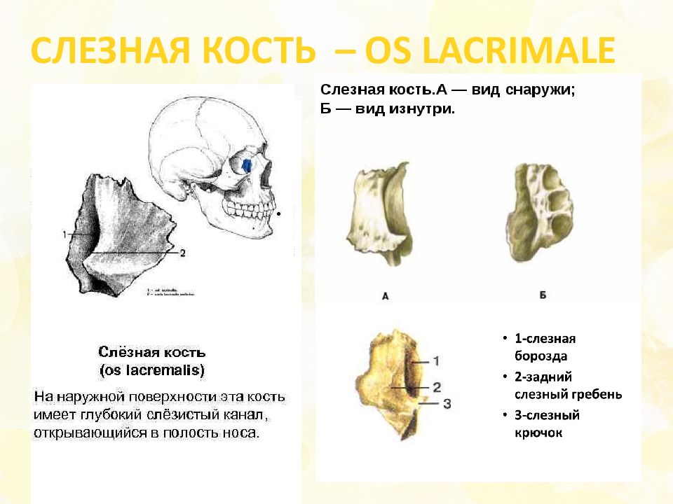 Укажите расположение и особенности строения носовой кости