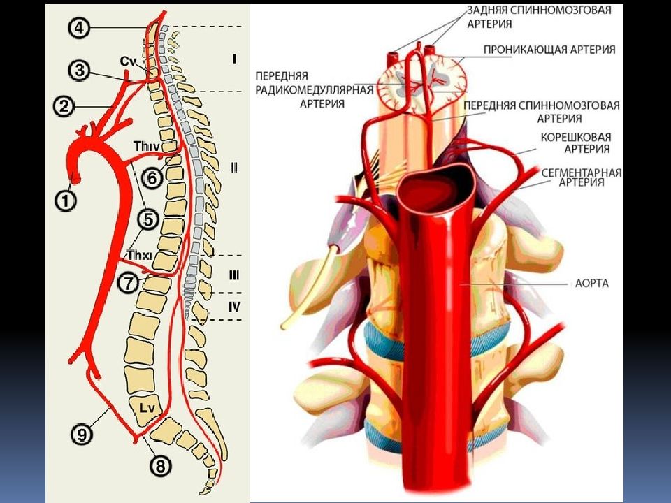 Позвоночные артерии анатомия картинки
