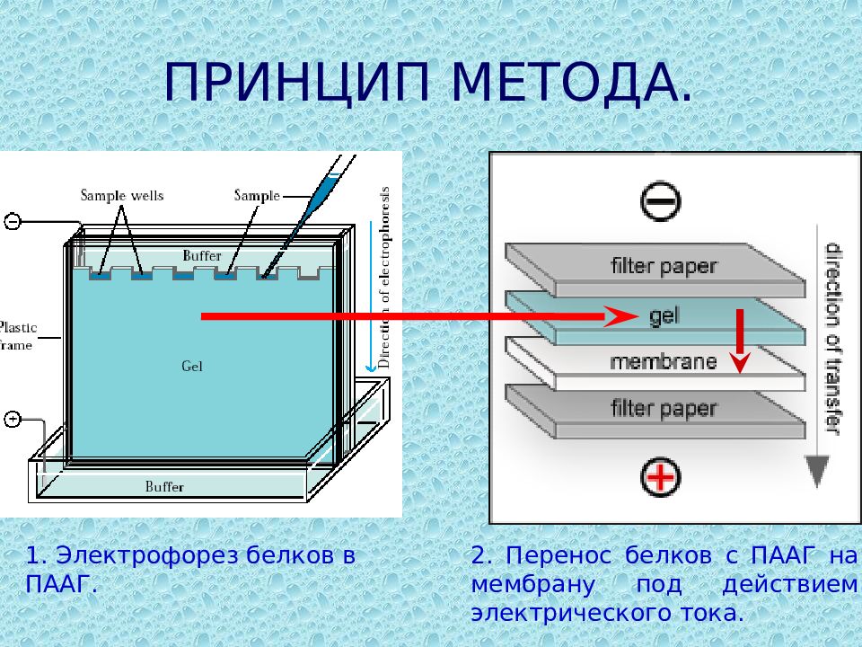 Принцип метода. Метод электрофореза в полиакриламидном геле. Электрофорез в полиакриламидном геле принцип метода. Вертикальный электрофорез в полиакриламидном геле. Электрофорез белков принцип метода.