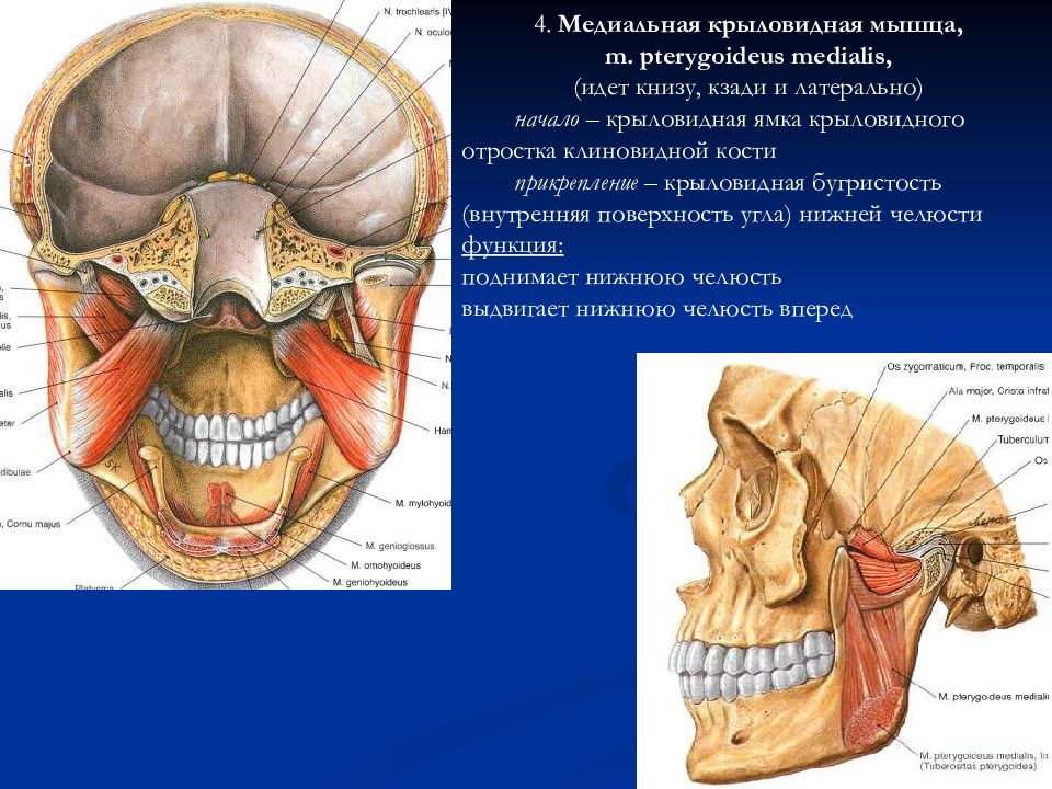 Медиальная крыловидная мышца. Латеральная крыловидная мышца (m. pterygoideus lateralis). Крыловидные мышцы челюсти анатомия. Медиальная крыловидная мышца (m. pterygoideus medialis). Жевательные мышцы лица вид черепа снизу.