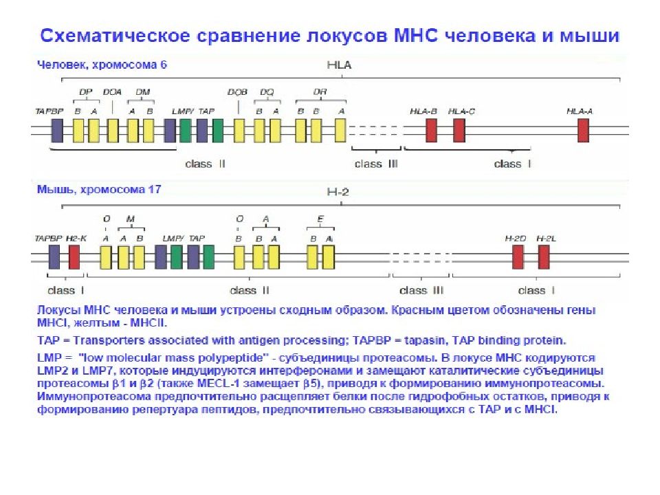 Кодирующая цепь гена. Иммунопротеасома. VDJ рекомбинация т лимфоцитов. 2.9 Презентация и распознавание суперантигена.. Центральные локусы в диагностике это.