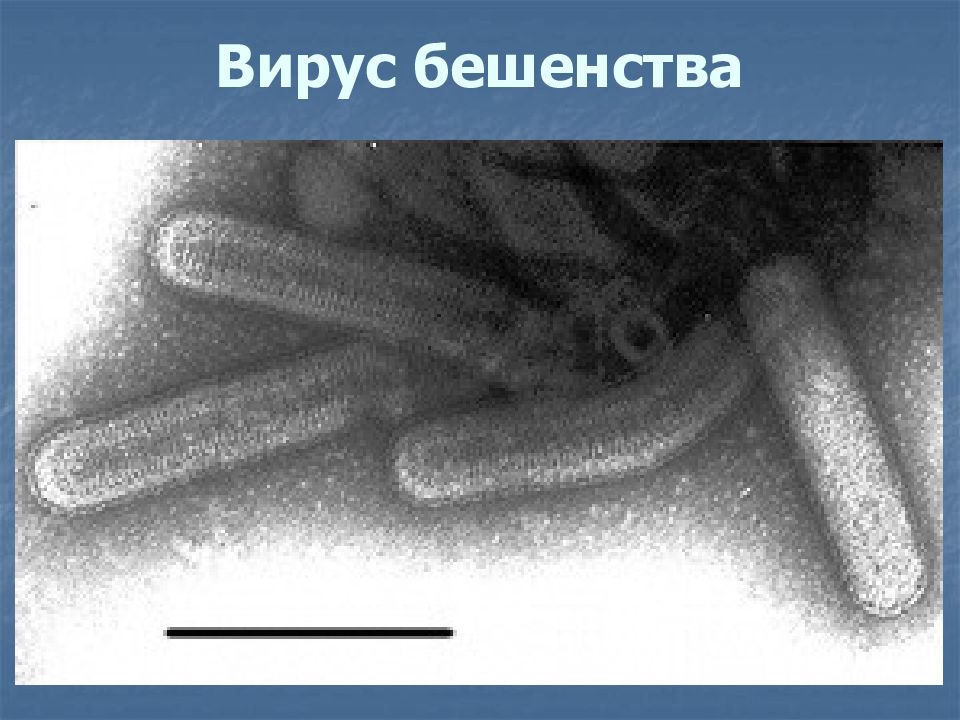 Рабдовирусы микробиология презентация