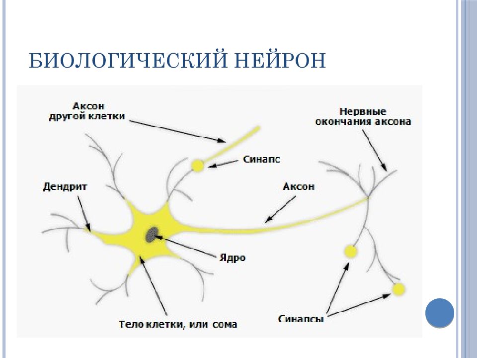 Искусственный нейрон презентация