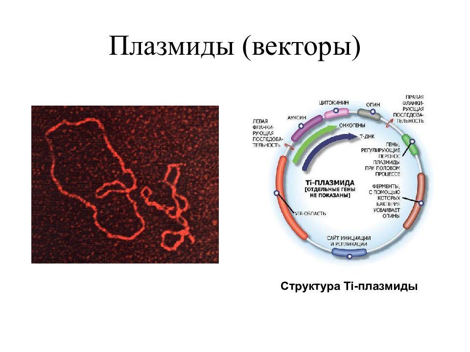 Плазмиды