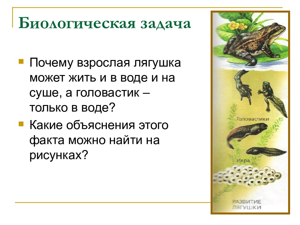 Место обитания головастика. Почему лягушки могут жить на суше и в воде. Головастик. Способ питания головастиков и взрослой особи лягушки. Дыхательная система головастик и взрослой лягушки.