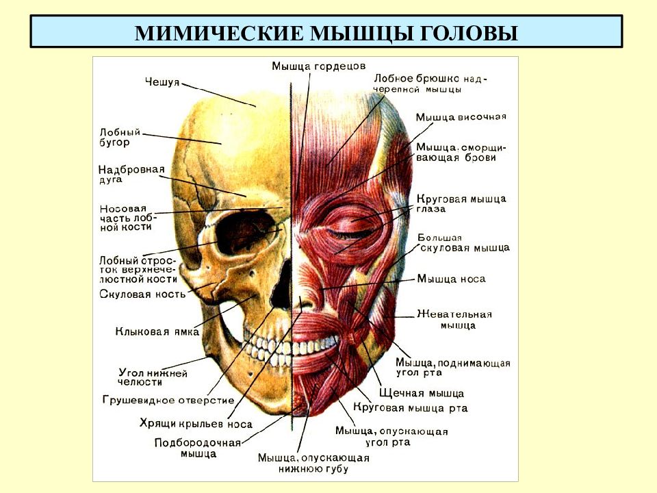 Функции мимических мышц