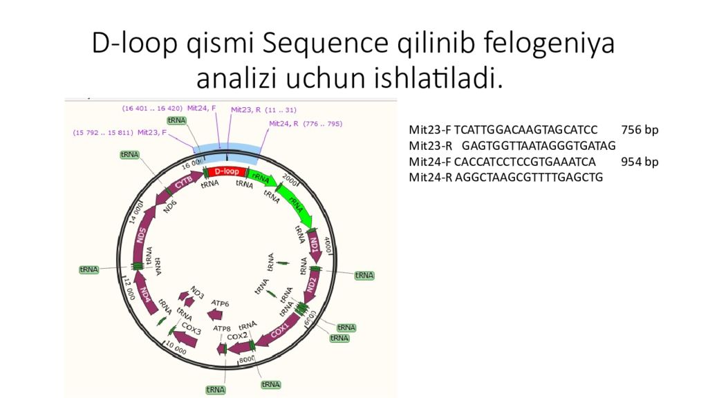 DNK ning tuzilishi va DNK replikatsiyasi D-loop qismi Sequence  qilinib felogeniya analizi uchun ishlatiladi.