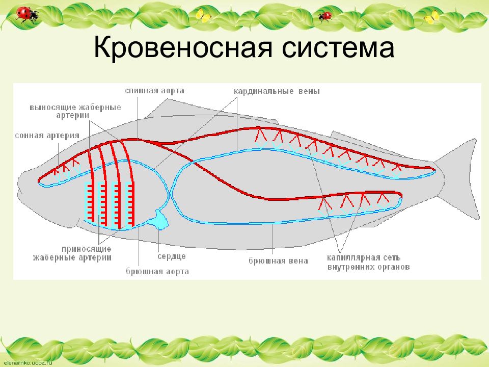 Кровеносная система рыб картинка