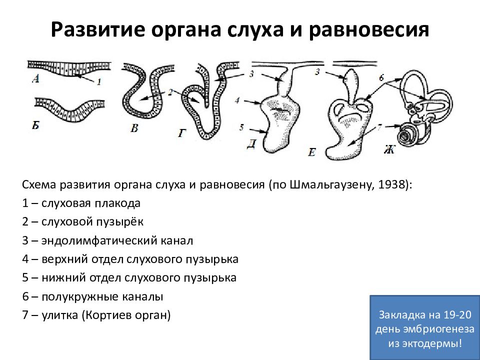 Формирование органов человека