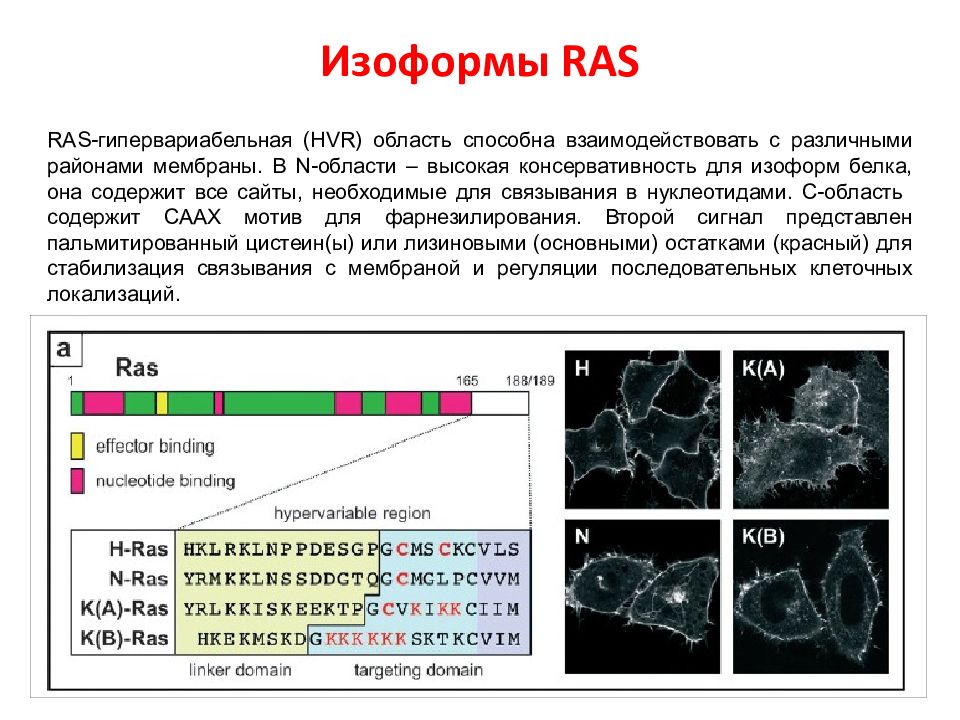 N область. Изоформа. Гипервариабельная область белка. K-ras локализация в клетке. Изоформа линии на карте.