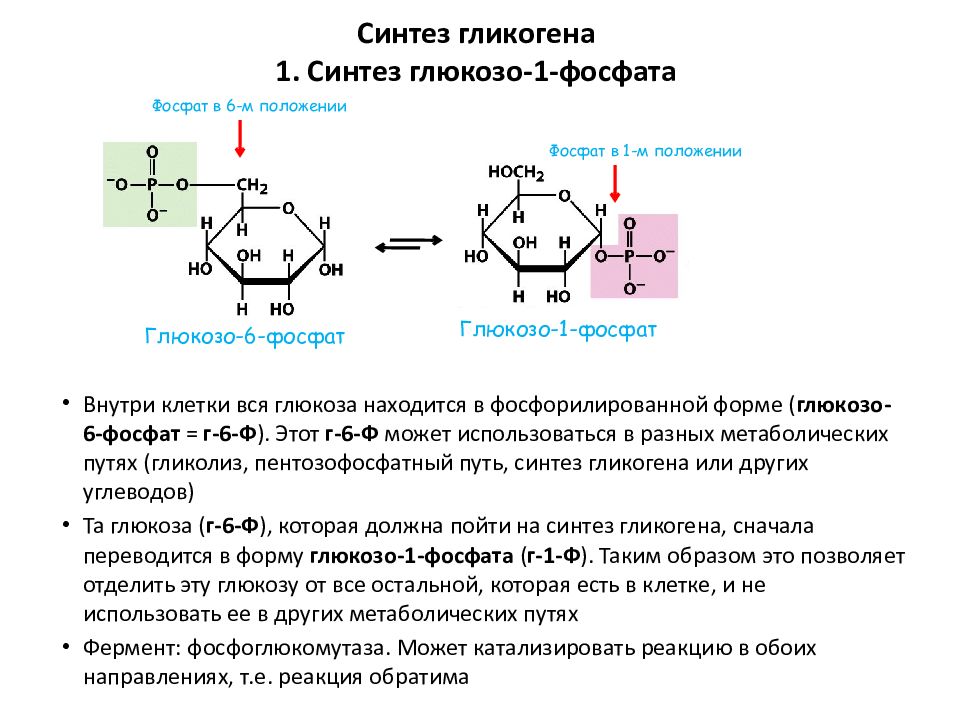 Синтез гликогена