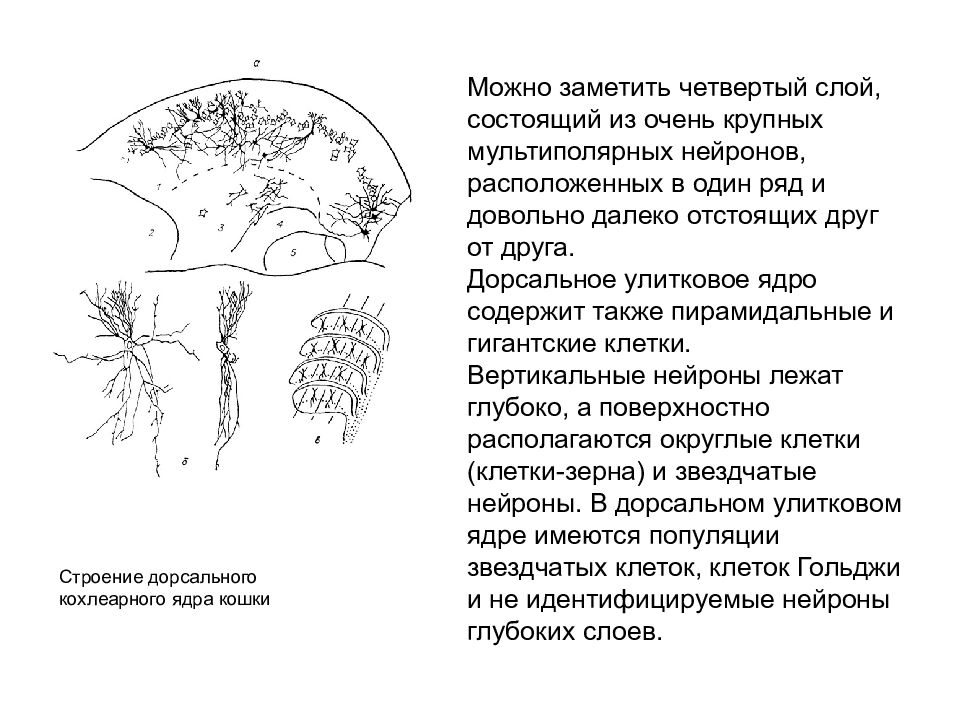 Дорсальный слой. Дорсальные кохлеарные ядра. Кошка с ядром.